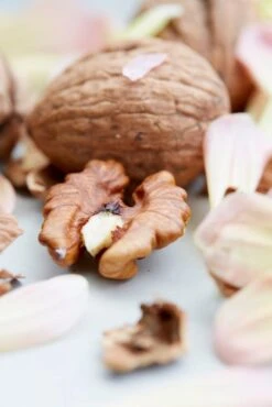 Grote Walnoot (Juglans Regia) -Tuinplanten Winkel eyma01756