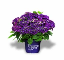 Hortensia Paars (Hydrangea 'Forever&Ever') -Tuinplanten Winkel f e packshot purple rgb
