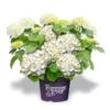 Hortensia Wit (Hydrangea 'Forever&Ever') 2 Hortensia Wit (Hydrangea 'Forever&Ever') -Tuinplanten Winkel f e packshot white rgb