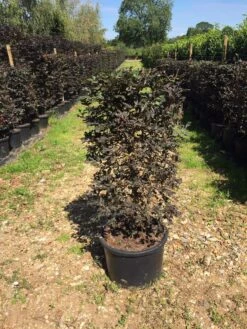 Rode Beukenhaag Als Haagelement (Fagus Sylvatica 'Atropunicea') 36 Rode Beukenhaag Als Haagelement (Fagus Sylvatica 'Atropunicea') -Tuinplanten Winkel fagus syl. atropunicea 100x45x45cm pot