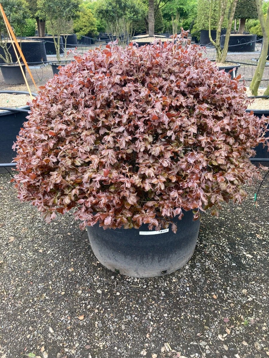 Rode Beuk Als Bolvorm (Fagus Sylvatica 'Atropunicea') 3 Rode Beuk Als Bolvorm (Fagus Sylvatica 'Atropunicea')