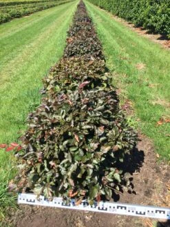 Rode Beuk Als Bolvorm (Fagus Sylvatica 'Atropunicea') 13 Rode Beuk Als Bolvorm (Fagus Sylvatica 'Atropunicea') -Tuinplanten Winkel fagus syl. atropunicea 60 cm breed platte bol drkl