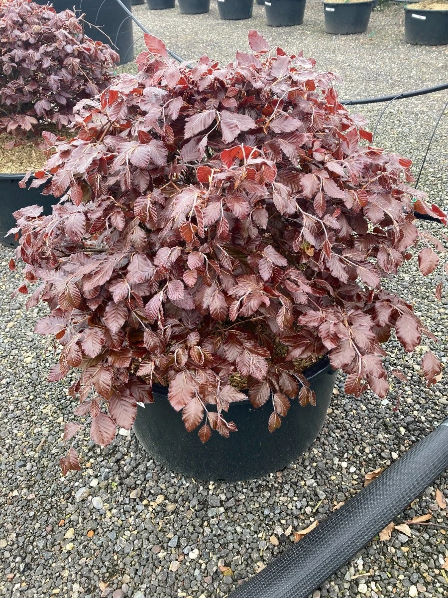 Rode Beuk Als Bolvorm (Fagus Sylvatica 'Atropunicea') 4 Rode Beuk Als Bolvorm (Fagus Sylvatica 'Atropunicea') - Afbeelding 2