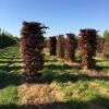 Rode Beukenhaag Als Haagelement (Fagus Sylvatica 'Atropunicea') 1 Rode Beukenhaag Als Haagelement (Fagus Sylvatica 'Atropunicea') -Tuinplanten Winkel fagus sylv. atopunicea h225x60x60cm 2