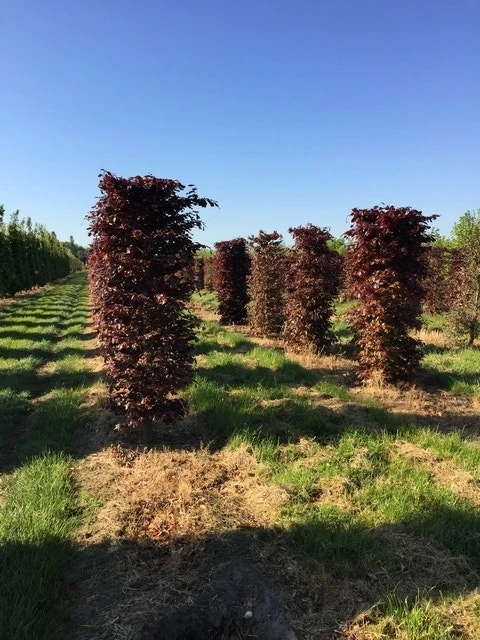 Rode Beukenhaag Als Haagelement (Fagus Sylvatica 'Atropunicea') 3 Rode Beukenhaag Als Haagelement (Fagus Sylvatica 'Atropunicea')