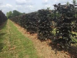 Rode Beukenhaag Als Haagelement (Fagus Sylvatica 'Atropunicea') 23 Rode Beukenhaag Als Haagelement (Fagus Sylvatica 'Atropunicea') -Tuinplanten Winkel fagus sylv. atropunicea h125x50x50cm