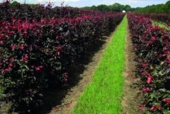 Rode Beukenhaag Als Haagelement (Fagus Sylvatica 'Atropunicea') 24 Rode Beukenhaag Als Haagelement (Fagus Sylvatica 'Atropunicea') -Tuinplanten Winkel fagus sylv.atropunicea