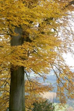 Beukenboom (Fagus Sylvatica) -Tuinplanten Winkel fagus sylvatica02