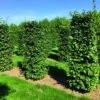 Beukenhaag Als Haagelement (Fagus Sylvatica) -Tuinplanten Winkel fagus sylvatica 1