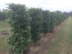 Beukenhaag Als Haagelement (Fagus Sylvatica) 29 Beukenhaag Als Haagelement (Fagus Sylvatica) -Tuinplanten Winkel fagus sylvatica 120 x 50 x 50 cm drkl haagelement