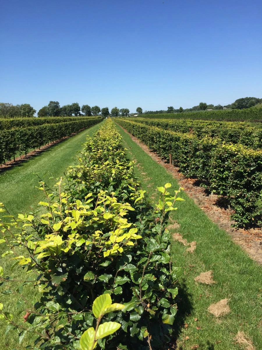 Beukenhaag Als Haagelement (Fagus Sylvatica) 12 Beukenhaag Als Haagelement (Fagus Sylvatica) - Afbeelding 10