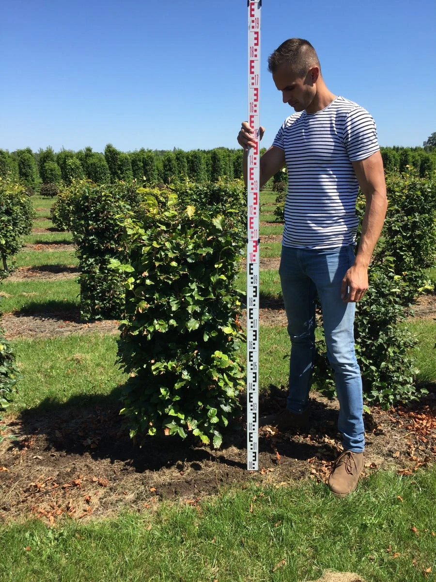 Beukenhaag Als Haagelement (Fagus Sylvatica) 13 Beukenhaag Als Haagelement (Fagus Sylvatica) - Afbeelding 11