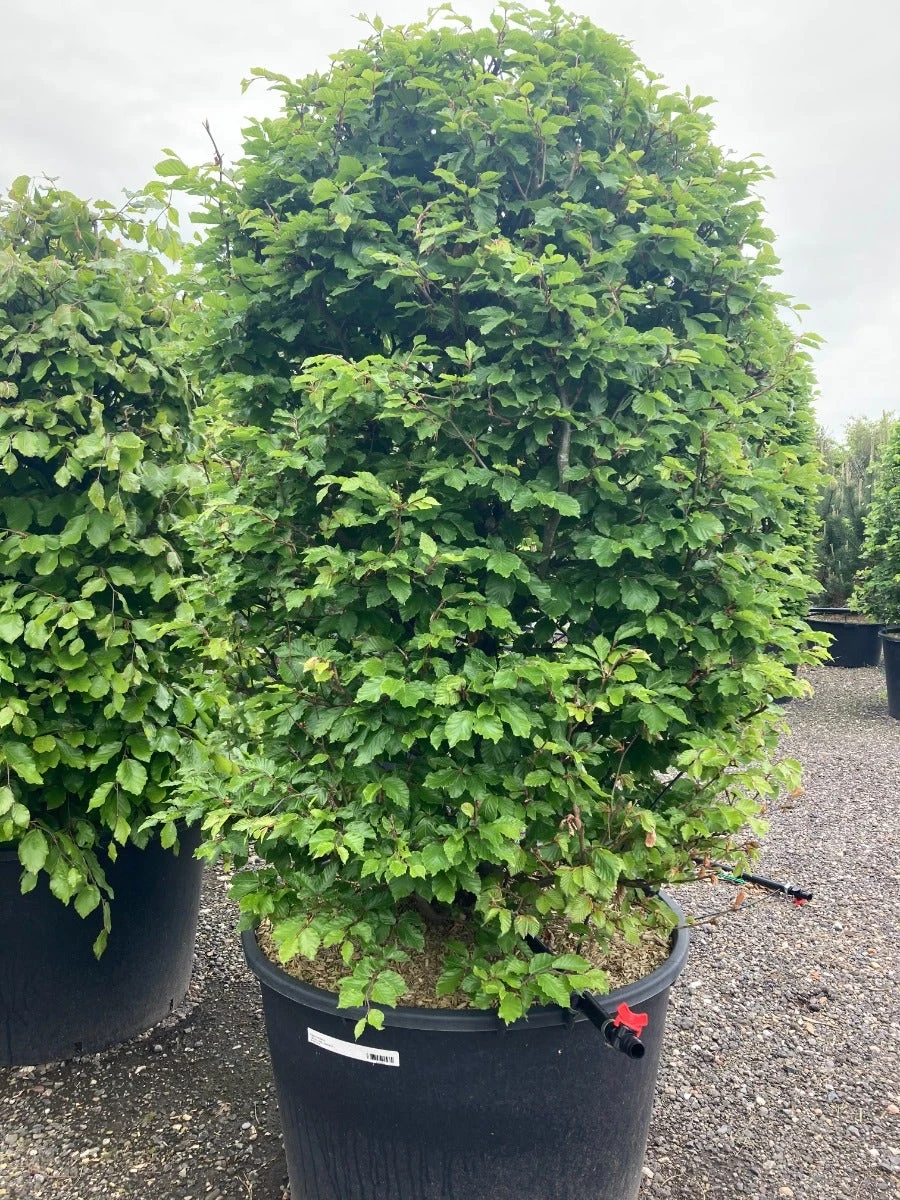 Beukenhaag Als Haagelement (Fagus Sylvatica) 4 Beukenhaag Als Haagelement (Fagus Sylvatica) - Afbeelding 2