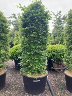 Beukenhaag Als Haagelement (Fagus Sylvatica) 20 Beukenhaag Als Haagelement (Fagus Sylvatica) -Tuinplanten Winkel fagus sylvatica 200 cm cont. bijenkorf