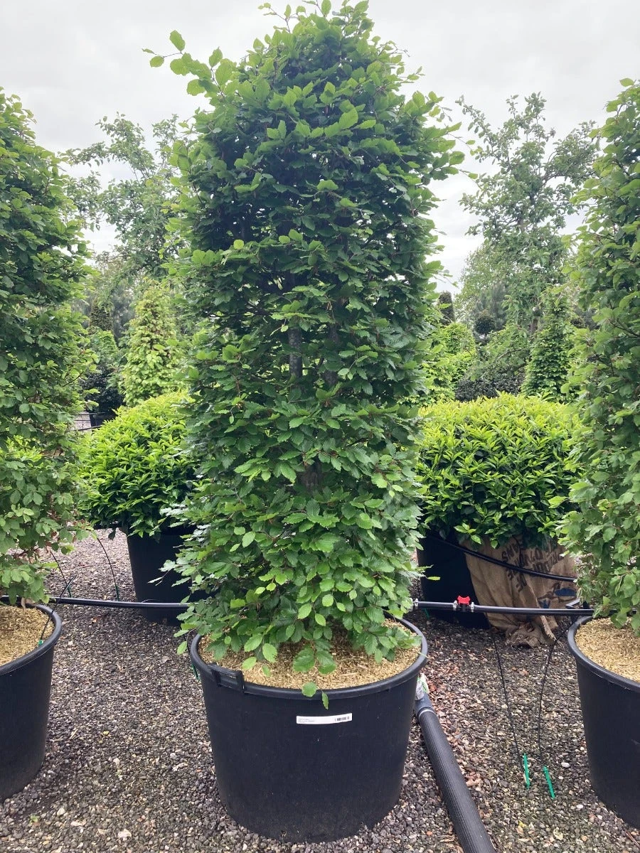 Beukenhaag Als Haagelement (Fagus Sylvatica) 5 Beukenhaag Als Haagelement (Fagus Sylvatica) - Afbeelding 3