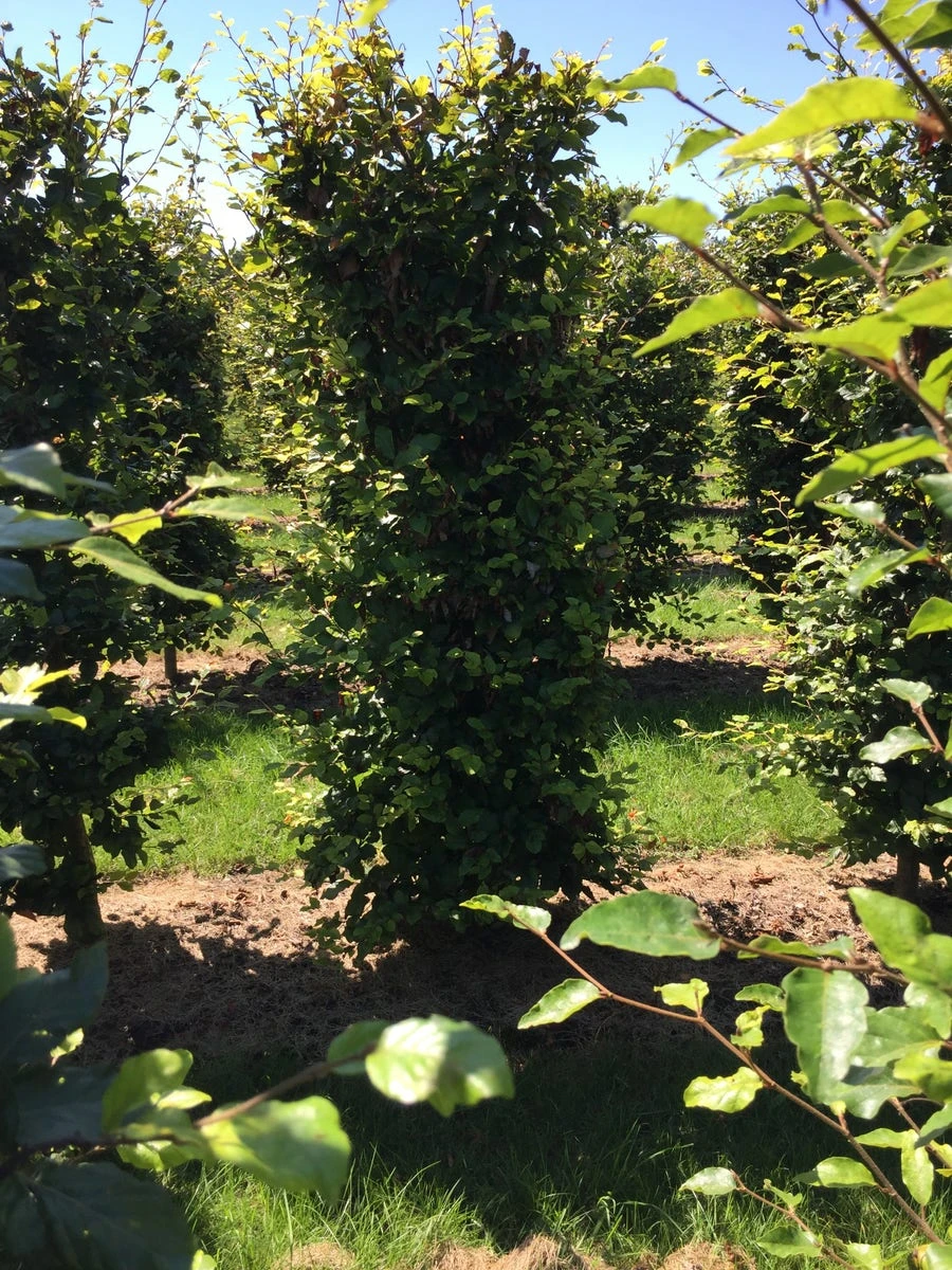 Beukenhaag Als Haagelement (Fagus Sylvatica) 18 Beukenhaag Als Haagelement (Fagus Sylvatica) - Afbeelding 16