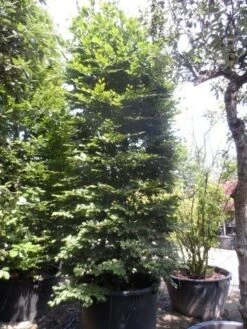 Beukenboom (Fagus Sylvatica) -Tuinplanten Winkel fagus sylvatica 300 350 c500 zuil