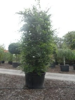 Beukenboom (Fagus Sylvatica) -Tuinplanten Winkel fagus sylvatica 300 350 c750 zuil