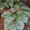 Grote Beuk (Fagus Sylvatica) -Tuinplanten Winkel fagus sylvatica 4 1