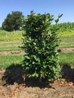 Beukenhaag Als Haagelement (Fagus Sylvatica) 24 Beukenhaag Als Haagelement (Fagus Sylvatica) -Tuinplanten Winkel fagus sylvatica 80 x 50 x 50 cm drkl haagelement