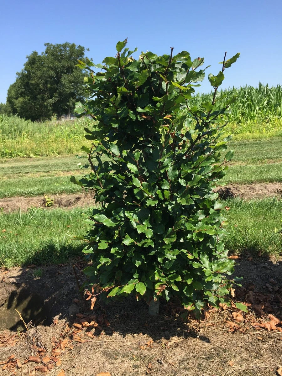 Beukenhaag Als Haagelement (Fagus Sylvatica) 9 Beukenhaag Als Haagelement (Fagus Sylvatica) - Afbeelding 7