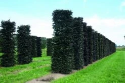 Rode Beukenhaag Als Haagelement (Fagus Sylvatica 'Atropunicea') 25 Rode Beukenhaag Als Haagelement (Fagus Sylvatica 'Atropunicea') -Tuinplanten Winkel fagus sylvatica atropunicea