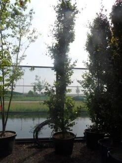Zuilbeuk (Fagus Sylvatica 'Dawyck') -Tuinplanten Winkel fagus sylvatica dawijck 350 400 450 c130