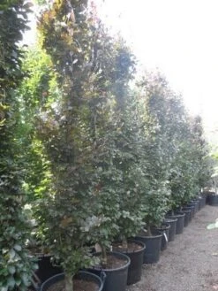 Rode Zuilbeuk (Fagus Sylvatica 'Dawyck Purple') -Tuinplanten Winkel fagus sylvatica dawijck purple 350 400 450 c130