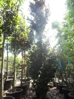 Rode Zuilbeuk (Fagus Sylvatica 'Dawyck Purple') -Tuinplanten Winkel fagus sylvatica dawijck purple 450 500 c160