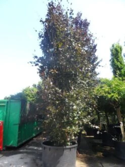 Rode Zuilbeuk (Fagus Sylvatica 'Dawyck Purple') -Tuinplanten Winkel fagus sylvatica dawijck purple 500 600 c1000