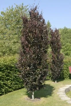 Tuinplanten Winkel -Tuinplanten Winkel fagus sylvatica dawyck purple01
