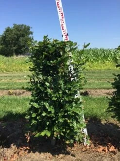 Beukenhaag Als Haagelement (Fagus Sylvatica) 23 Beukenhaag Als Haagelement (Fagus Sylvatica) -Tuinplanten Winkel fagus sylvatica h100x50x50 cm 2