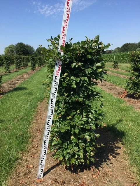 Beukenhaag Als Haagelement (Fagus Sylvatica) 7 Beukenhaag Als Haagelement (Fagus Sylvatica) - Afbeelding 5