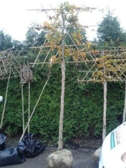 Groene Beuk Als Leiboom (Fagus Sylvatica) 7 Groene Beuk Als Leiboom (Fagus Sylvatica) -Tuinplanten Winkel fagus sylvatica lei