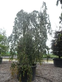 Treurbeuk (Fagus Sylvatica 'Pendula') -Tuinplanten Winkel fagus sylvatica pendula solitair c1000
