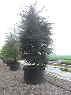 Rode Beukenboom (Fagus Sylvatica 'Purpurea Latifolia') -Tuinplanten Winkel fagus sylvatica purpurea latifolia 300 350 c1000 zuil