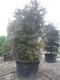 Rode Beukenboom (Fagus Sylvatica 'Purpurea Latifolia') -Tuinplanten Winkel fagus sylvatica purpurea latifolia 300 350 c1000 zuil 2