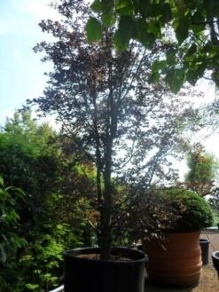Rode Beukenboom (Fagus Sylvatica 'Purpurea Latifolia') -Tuinplanten Winkel fagus sylvatica purpurea latifolia solitair meerstammig c1500