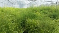 Bamboe (Fargesia Rufa) -Tuinplanten Winkel fargesia