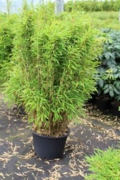 Niet Woekerende Bamboe (Fargesia Robusta) -Tuinplanten Winkel fargesia 1