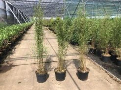 Niet Woekerende Bamboe (Fargesia 'Jiuzhaigou') 25 Niet Woekerende Bamboe (Fargesia 'Jiuzhaigou') -Tuinplanten Winkel fargesia 2