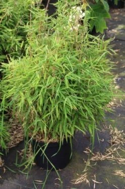 Niet Woekerende Bamboe (Fargesia Robusta) -Tuinplanten Winkel fargesia 2