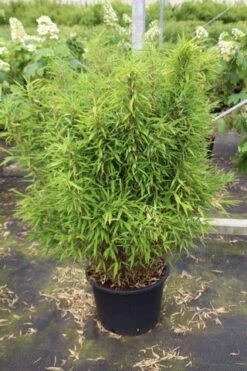 Niet Woekerende Bamboe (Fargesia Robusta) -Tuinplanten Winkel fargesia 3