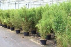 Niet Woekerende Bamboe (Fargesia Robusta) -Tuinplanten Winkel fargesia 5