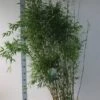 Niet-woekerende Bamboe (Fargesia Denudata) -Tuinplanten Winkel fargesia denudata 125 150 cm co. 18l kopie 2 1