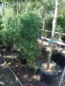 Niet Woekerende Bamboe (Fargesia 'Jiuzhaigou') 34 Niet Woekerende Bamboe (Fargesia 'Jiuzhaigou') -Tuinplanten Winkel fargesia jiu 125 150 c12