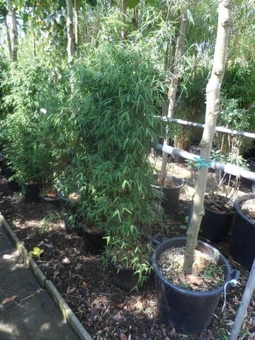 Niet Woekerende Bamboe (Fargesia 'Jiuzhaigou') 18 Niet Woekerende Bamboe (Fargesia 'Jiuzhaigou') - Afbeelding 16