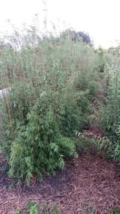 Niet Woekerende Bamboe (Fargesia 'Jiuzhaigou') 20 Niet Woekerende Bamboe (Fargesia 'Jiuzhaigou') -Tuinplanten Winkel fargesia jiuzaghou 1