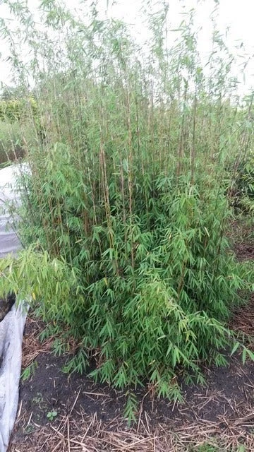 Niet Woekerende Bamboe (Fargesia 'Jiuzhaigou') 3 Niet Woekerende Bamboe (Fargesia 'Jiuzhaigou')