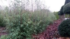 Niet Woekerende Bamboe (Fargesia 'Jiuzhaigou') 23 Niet Woekerende Bamboe (Fargesia 'Jiuzhaigou') -Tuinplanten Winkel fargesia jiuzaghou 4 1